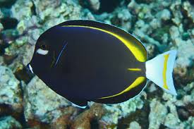 Gold-Rim Tang