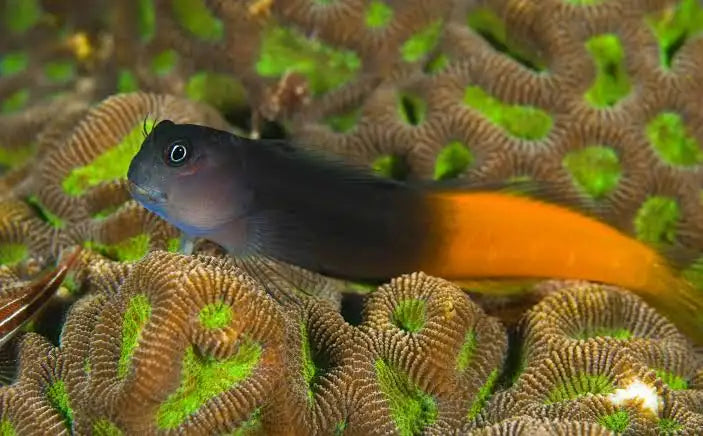 Bicolor Blenney