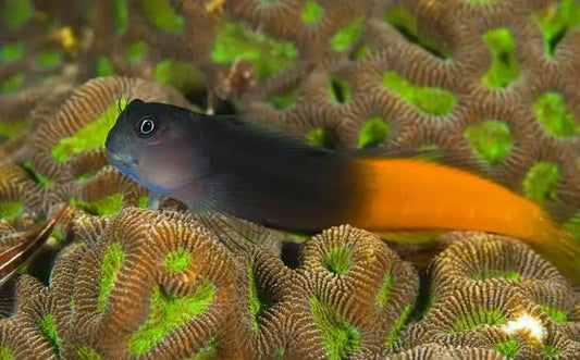 Bicolor Blenney
