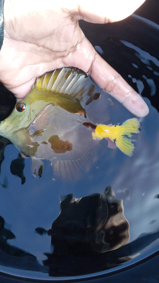 Aberrant Tang (Hybrid Tang)