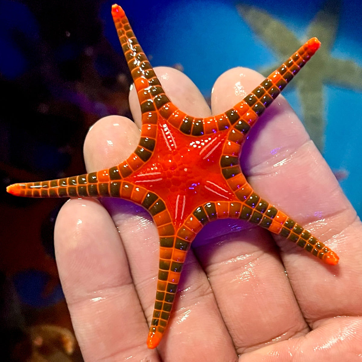 Icon Star Fish (Orange Dotty)