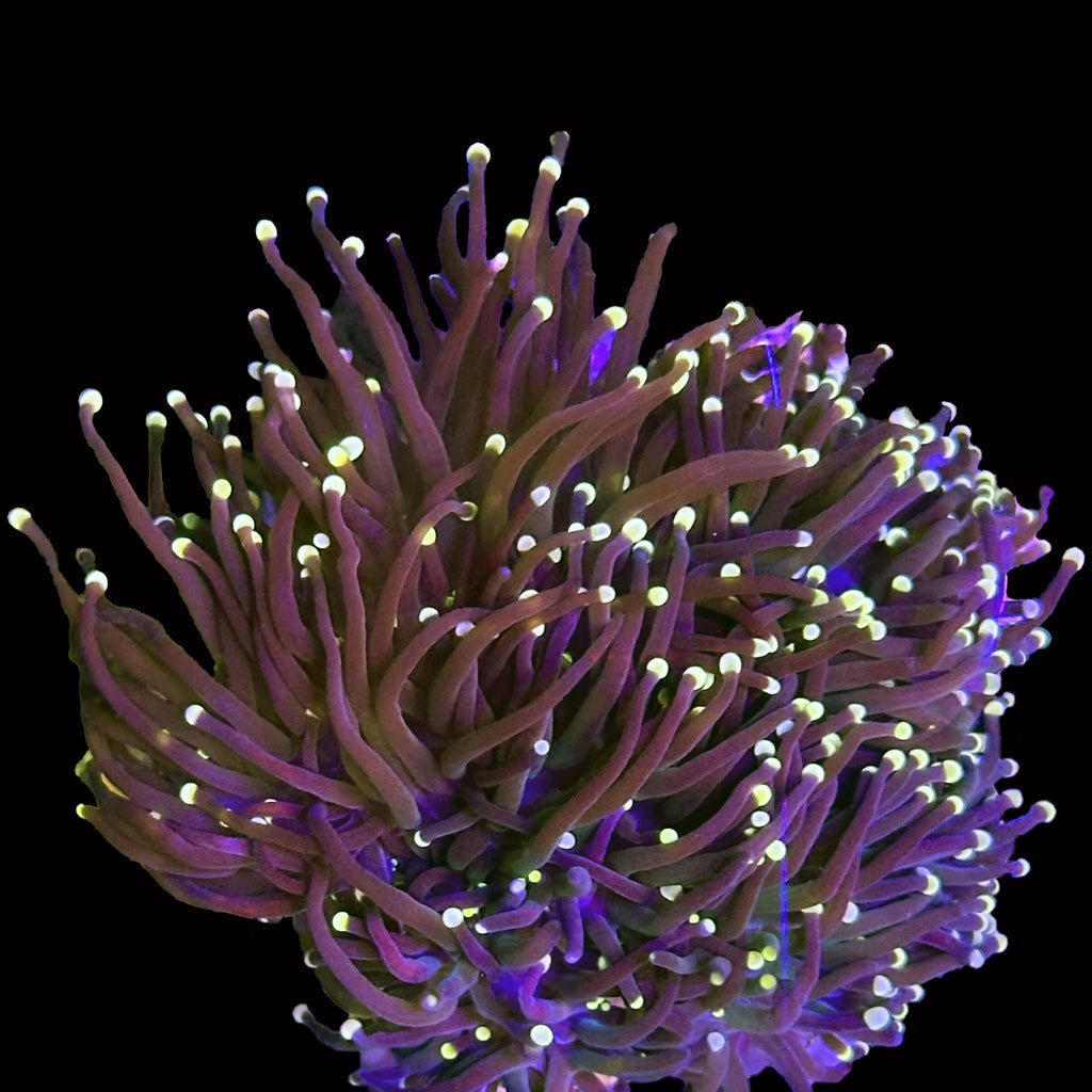 Black Tip Torch Coral ( Per Head)