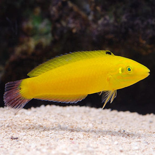 Yellow wrasse