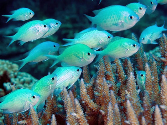 Green Chromis