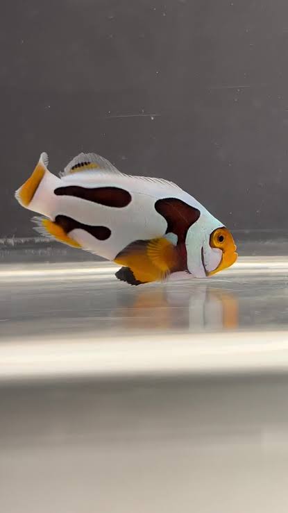 Helmet Picasso Clown Fish