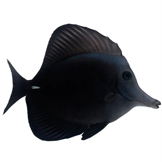 Black Tang ( Rare)- XL