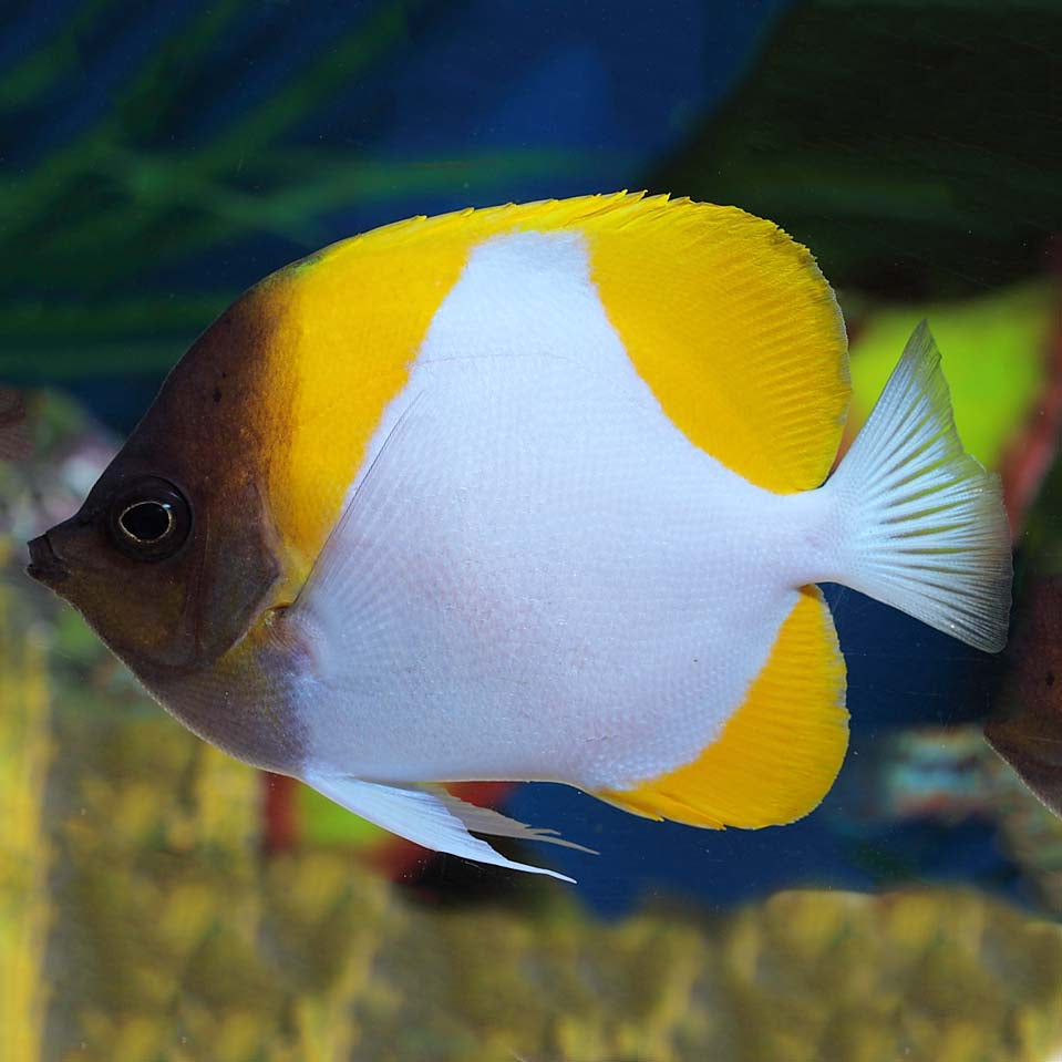 Pyramid Butterflyfish