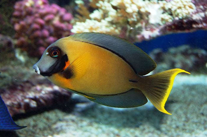 Chocolate Tang