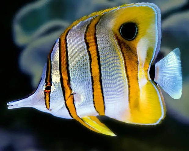Copper Banded Butterfly Fish