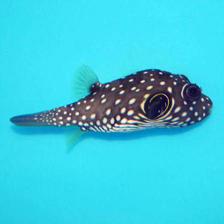 Black-spotted Puffer