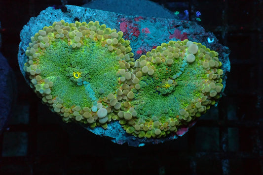 Ricordea Yuma Green coral ( Per Head)