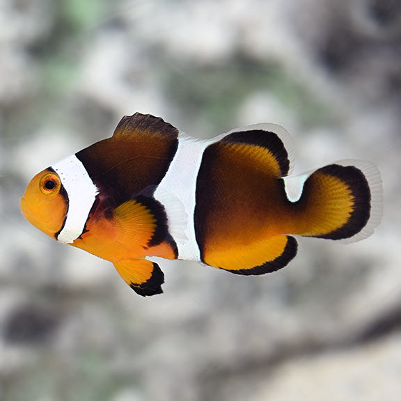 Nemo Half Black Clown Fish
