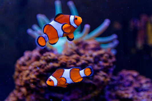 Clown Fish