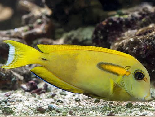 Yellow Shoulder Tang