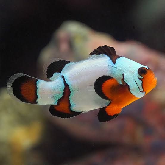 Black Ice Clown Fish