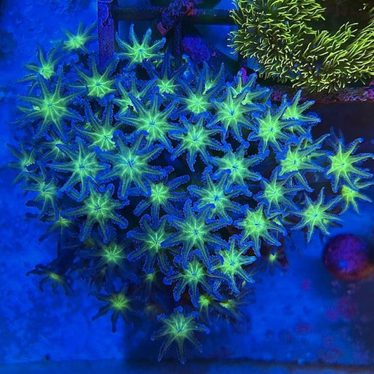 Clove Polyps coral Colony