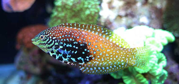 Leopard Wrasse
