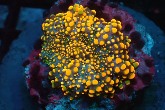 Ricordea Yuma Mushroom Coral ( Per Head)