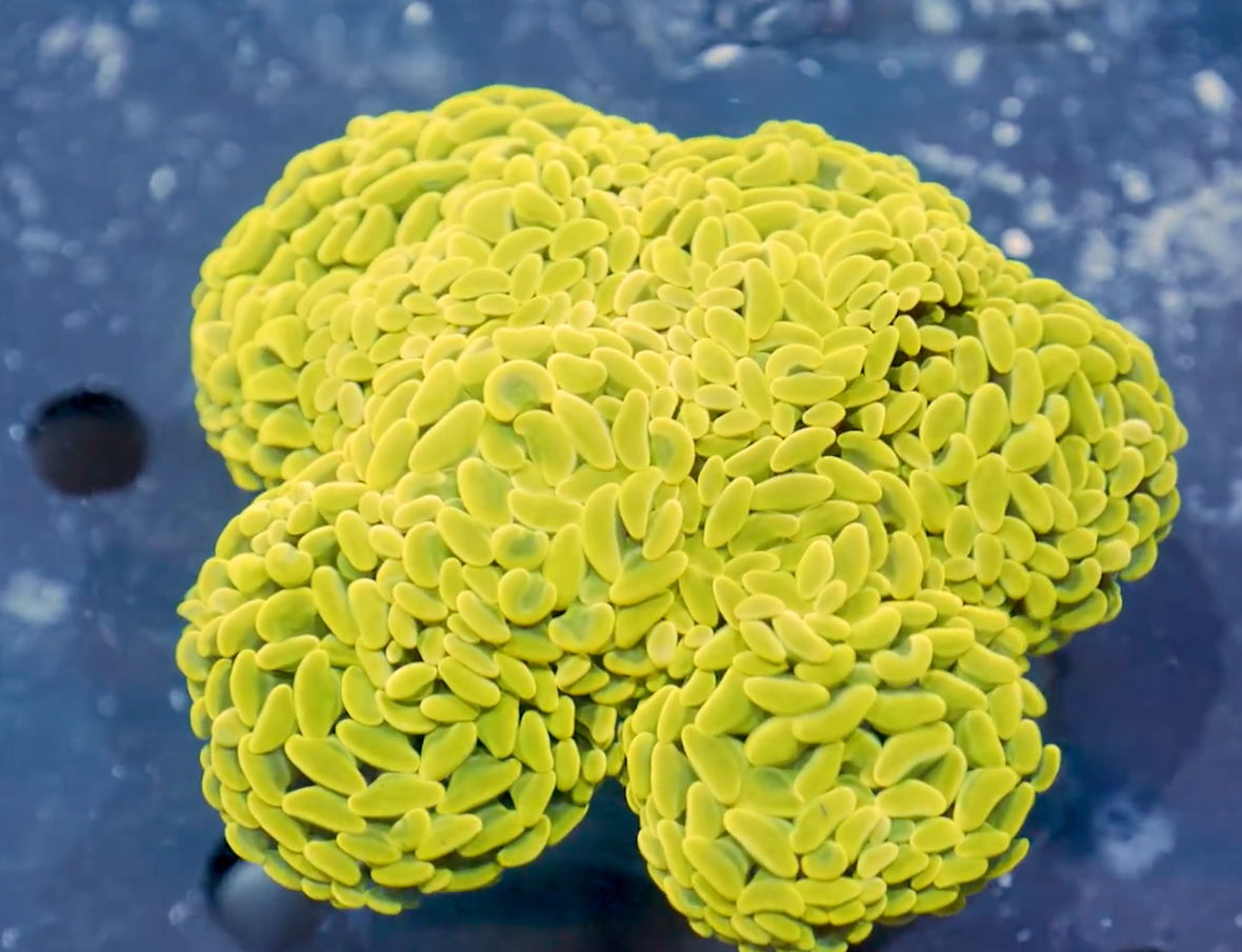 Yellow Hammer Colony ( Per Head)