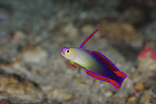 Purple Flame Goby