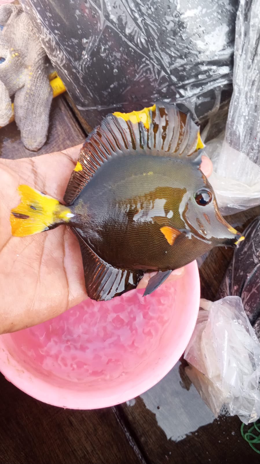 Aberrant Tang (Hybrid Tang)
